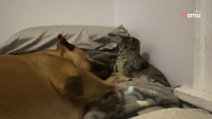 Ce chien triste devait être euthanasié : elle l'accueille et découvre un moyen de lui remonter le moral (vidéo)