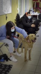 Comment le chien guide Opium va aider Bérénice, 14 ans, malvoyante