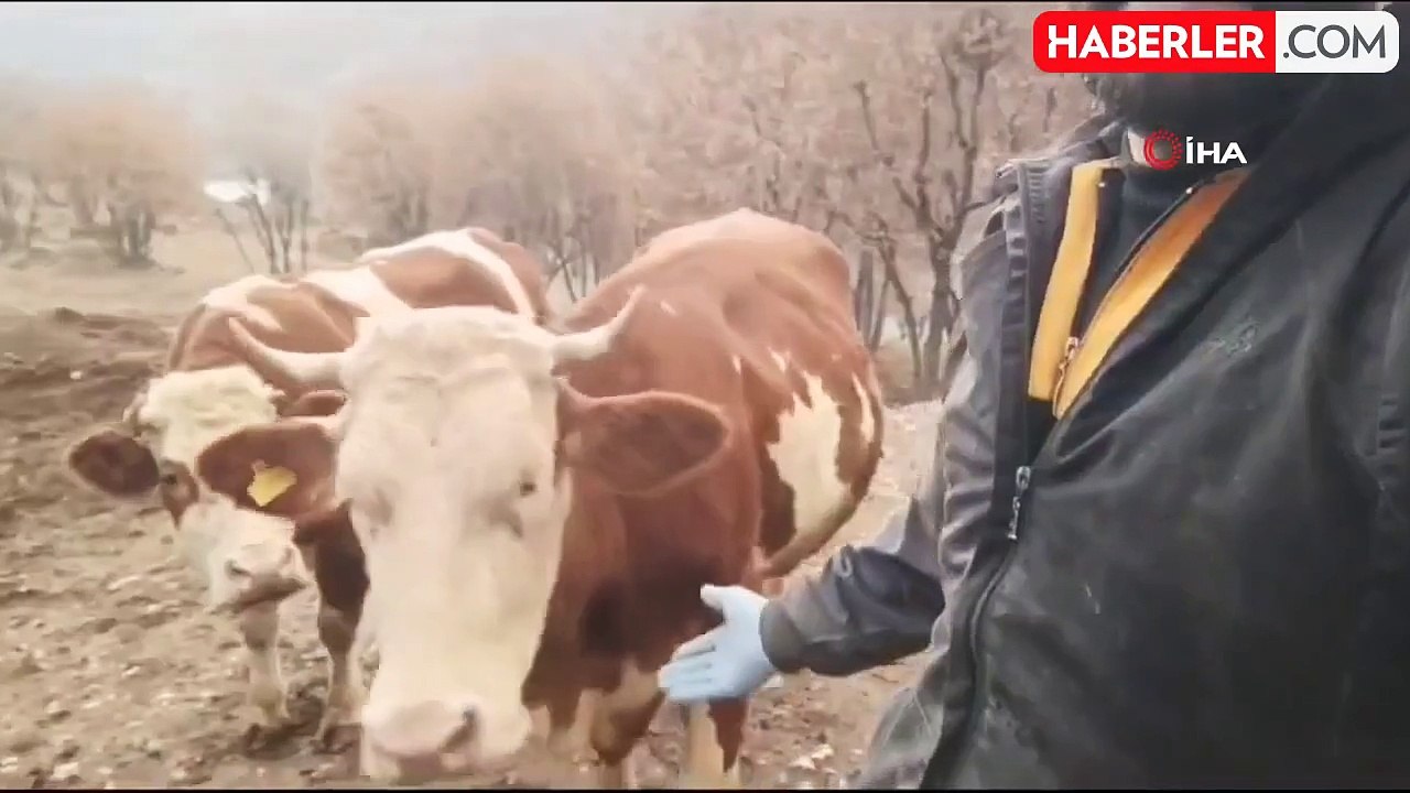 Elazığlı Besicinin İneklerine Olan Sevgisi Göz Dolduruyor