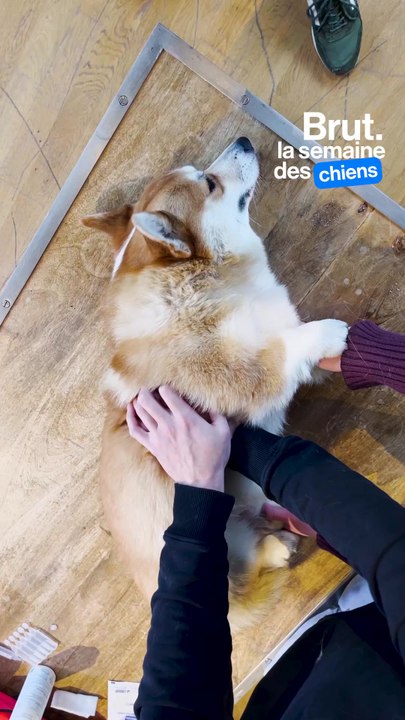 Les gestes de premiers secours pour les chiens