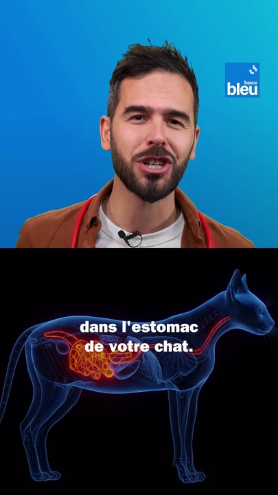 Votre chat vomit des boules de poils