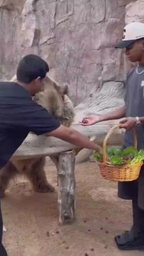 Las vacaciones de Lamine Yamal más peligrosas: osos, serpientes...