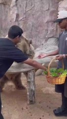 Las vacaciones de Lamine Yamal más peligrosas: osos, serpientes...