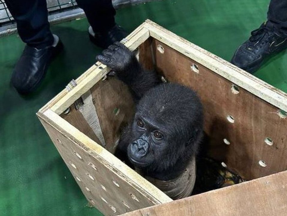 Herzzerreißend: zoll befreit baby-gorilla aus paket