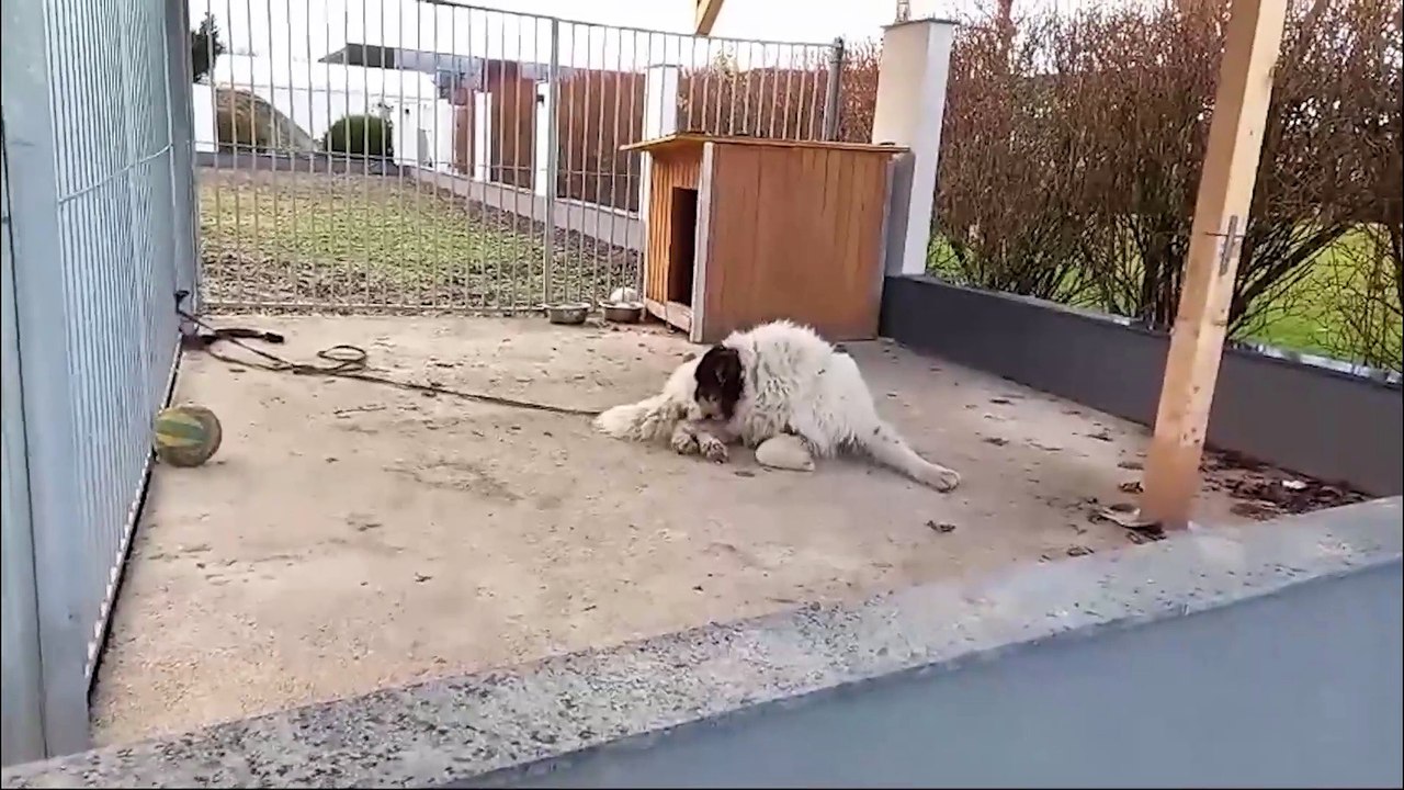 Angekettet auf eisigem Beton - sogar am Heiligen Abend!