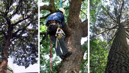 Types of Urban Forestry || Urban Forestry || Forms of forestry