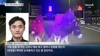 도로 역주행 당나귀 떼 ‘귀가 작전’