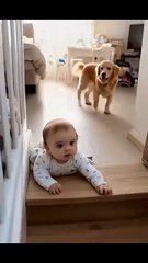 Baby’s Guardian Angel Dog #dog #pets #shorts