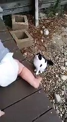 Cat saves baby.