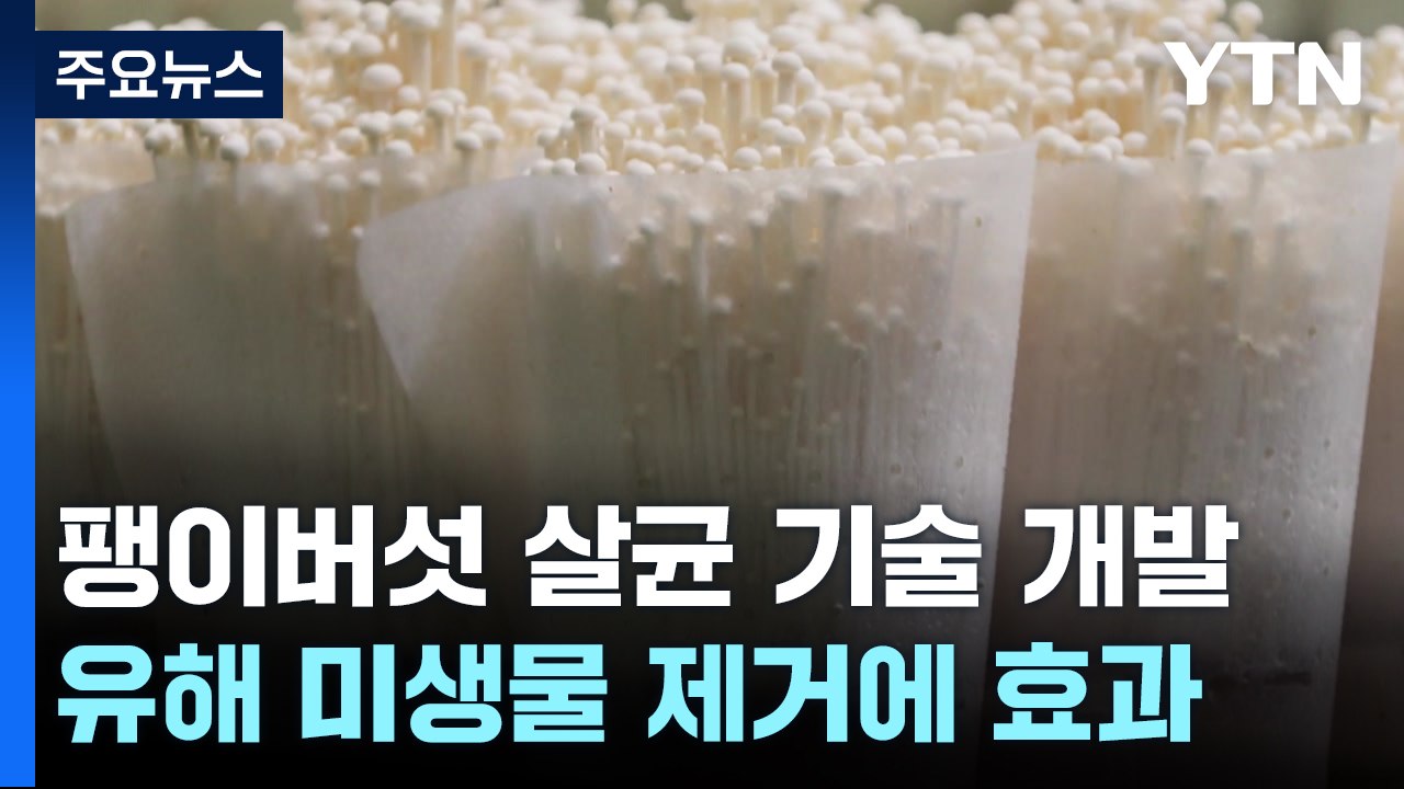 [녹색] 팽이버섯 유해 미생물 살균 기술 개발..."수출 회복 기대" / YTN