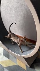 🐱 Welcome to the purr-fect world of *cats*! In this whisker-twitching adve