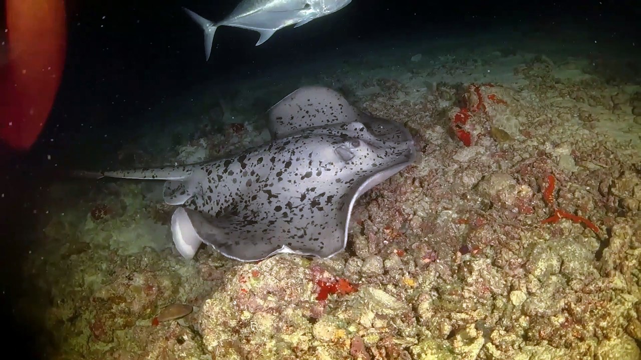 Incredible Stingray Facts, Secrets of the Ocean’s Gentle Gliders!