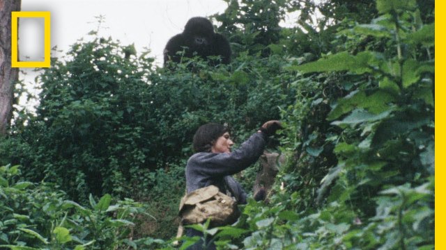 Gaining the Trust of the Gorillas: Secretos en la niebla, con Dian Fossey ¦ Dian Fossey; Secrets in the Mist (1080p_30fps_H264-128kbit_AAC)