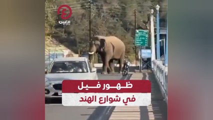 ظهور فيل في شوارع الهند