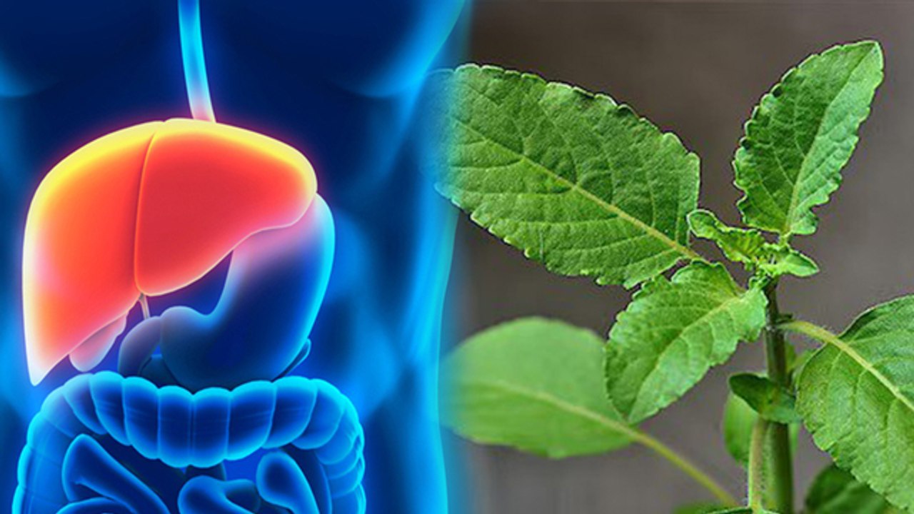 Rojana Tulsi Ke Patte Khane Ke Fayde| तुलसी खाने के फायदे |Basil Leaves Benefits...