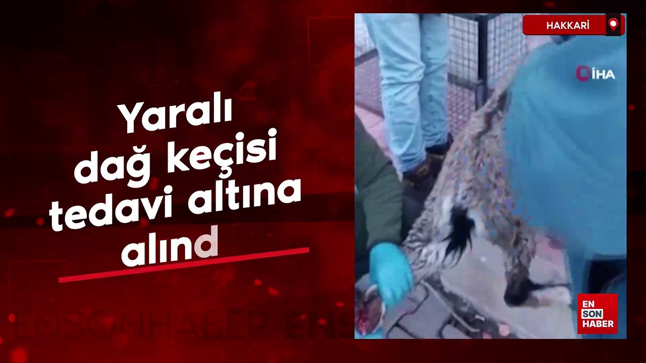 Hakkari'de yaralı dağ keçisi tedavi altına alındı
