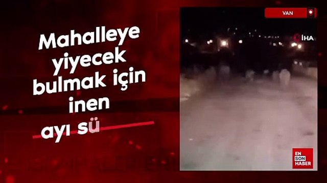 Van'da mahalleye yiyecek bulmak için inen ayı sürüsü