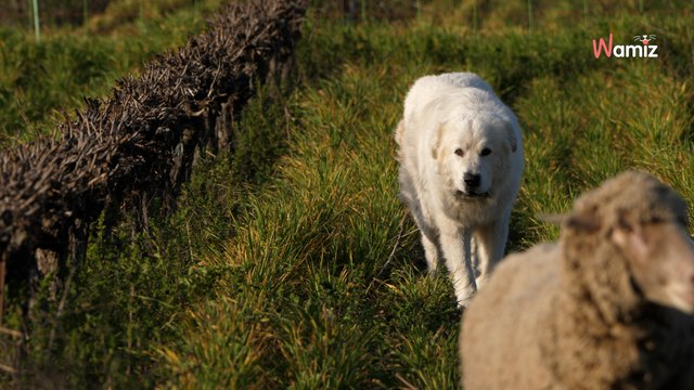 Le toutou repère un intrus dans un parc à chiens : ce qui se cache parmi les hautes herbes effraie tout le monde