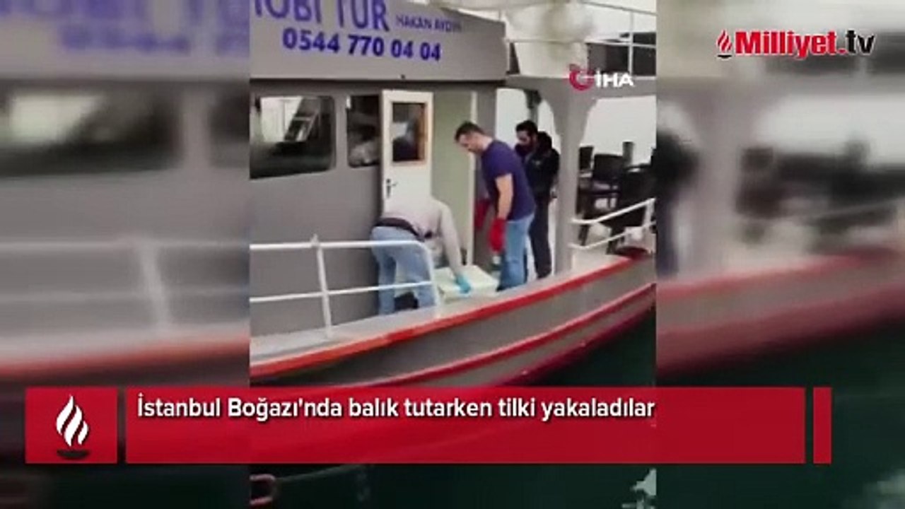 İstanbul Boğazı'nda şoke eden olay! Balık tutarken tilki yakaladılar
