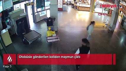 Otobüsle gönderilen koliden maymun çıktı