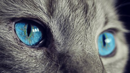 Here’s What You Can Do To Keep Your Cats Happy and Healthy