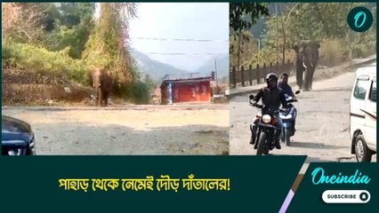পাহাড় থেকে নেমেই দৌড় দাঁতালের! গাড়ির পিছু পিছু ছুটল হাতি, ভয়ে পালালেন স্থানীয়রা