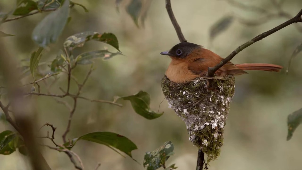 Ivohiboro, la forêt oubliée - bande annonce