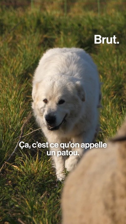 Face aux loups, ces chiens font-ils le poids ?
