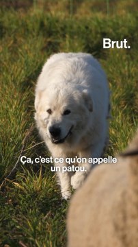 Face aux loups, ces chiens font-ils le poids ?