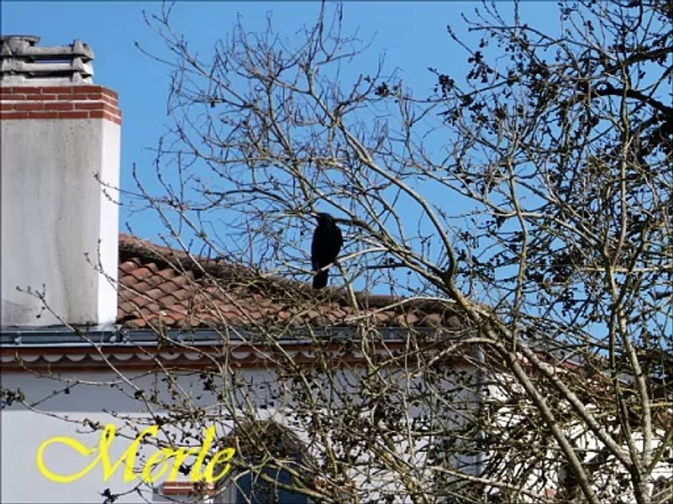 Oiseaux