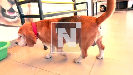 Bubu, el perrito abandonado en Navidad, fue adoptado por una familia