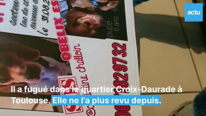 Christine lance un appel pour retrouver Obélix, son chien, disparu depuis quatre mois