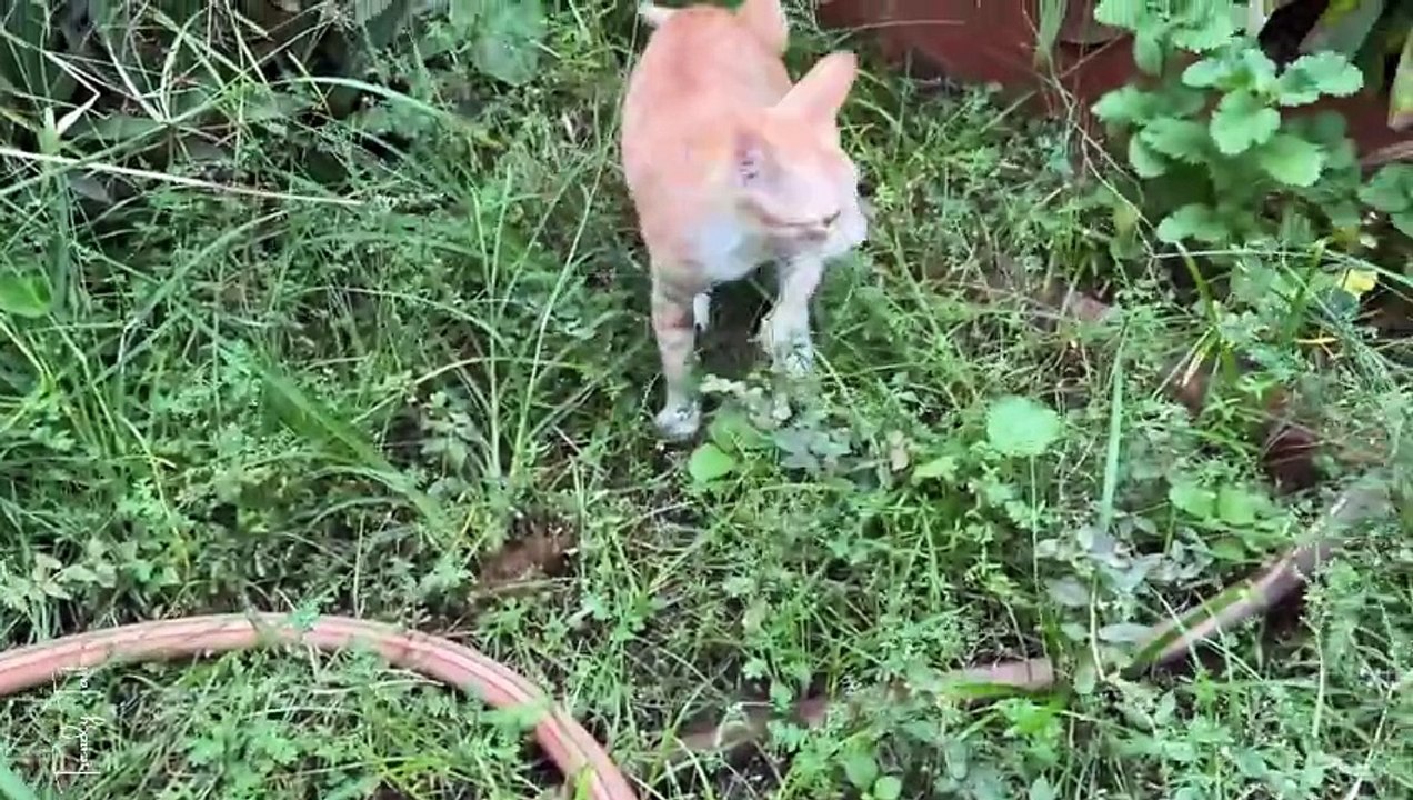 Jump into bushes