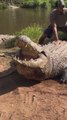 Terrifying sound made by Henry, the world’s oldest crocodile at 124 Years Old