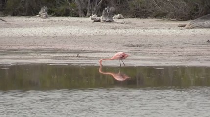 La población de flamingos de Galápagos disminuye debido al cambio climático y especies invasoras