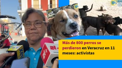 Más de 800 perros se perdieron en Veracruz en 11 meses: activistas