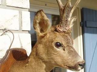 massacre chanson pour cervidés