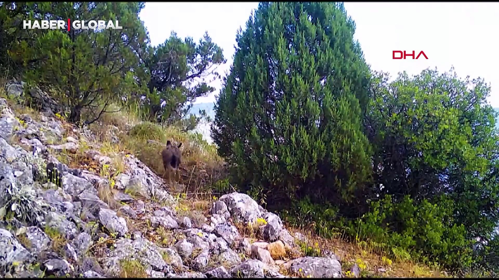 Yaban hayvanları fotokapana takıldı