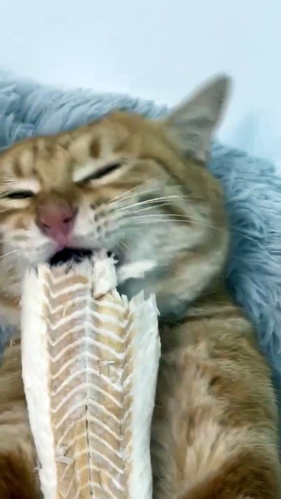 eating is an important matter, om nom nom