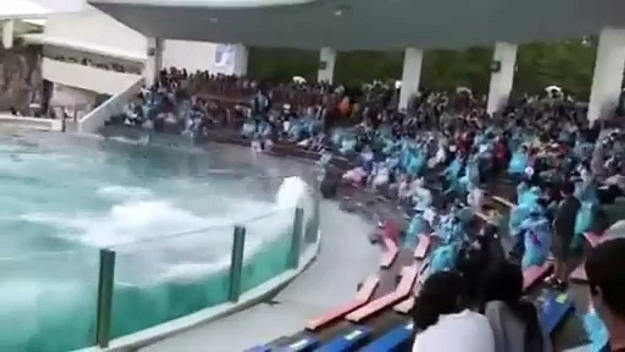 Best dolphin dance ever✔️
