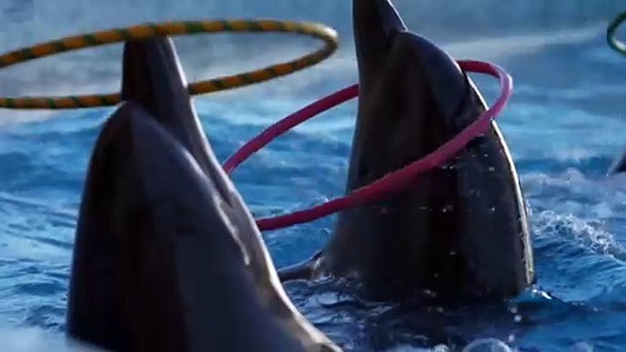 Dolphin Funny Moments And Dolphin Dance 🐬