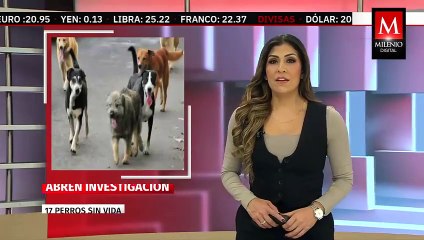 Autoridades localizan 17 perros muertos en Comondú, Baja California Sur; inician investigación