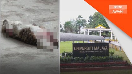 Kes kucing mati di UM: Polis rakam keterangan tujuh individu