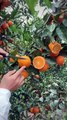 During the harvest season, with my mother in the orange orchard of the fruit farmer.