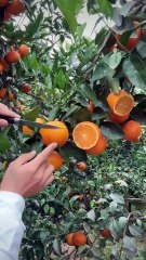During the harvest season, with my mother in the orange orchard of the fruit farmer.