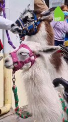 ¡Luna no murió! La llama del centro de Bogotá fue rescatada
