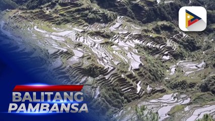 Mga aktibidad para sa restorasyon ng Maligcong Rice Terraces sa Bontoc, Mt. Province, sinimulan na