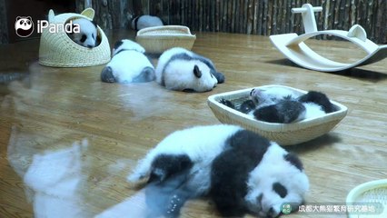 🐾 Get ready for an adorable feline frenzy! In this purr-fectly curated vid