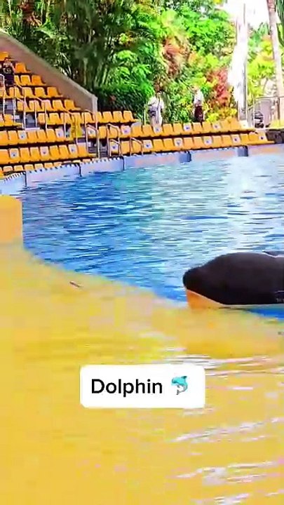 This title plays off the dolphin theme while also incorporating your frustration with your account views in a fun and attention-grabbing way. Let me know if you’d like more suggestions!