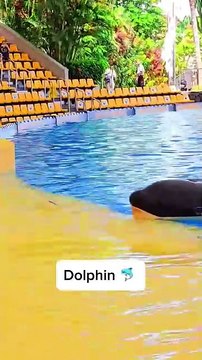 This title plays off the dolphin theme while also incorporating your frustration with your account views in a fun and attention-grabbing way. Let me know if you’d like more suggestions!